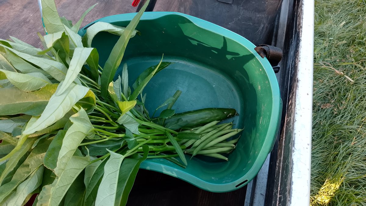 収穫かごに入った空芯菜、きゅうり、いんげん