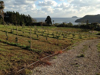 海を望む崎の畑に、みかんの苗木を植えたばかりの頃